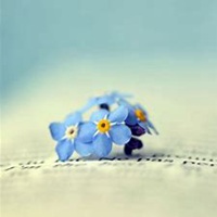 唯美好看勿忘我花朵微信头像