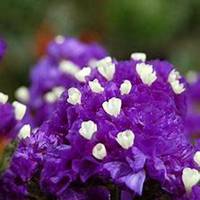 唯美好看勿忘我花朵微信头像