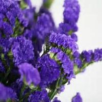 唯美好看勿忘我花朵微信头像