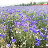 唯美好看勿忘我花朵微信头像