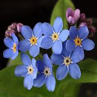 唯美好看勿忘我花朵微信头像