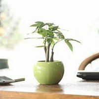 唯美好看发财树微信头像