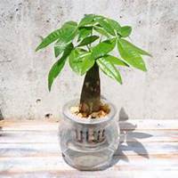 唯美好看发财树微信头像