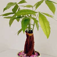 唯美好看发财树微信头像