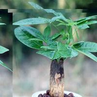 唯美好看发财树微信头像