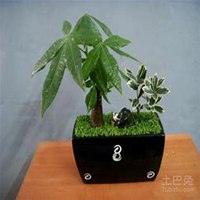 唯美好看发财树微信头像