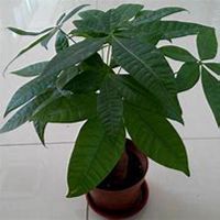 唯美好看发财树微信头像