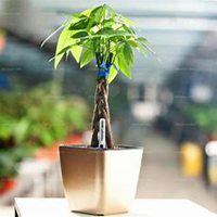 唯美好看发财树微信头像