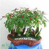 唯美好看发财树微信头像