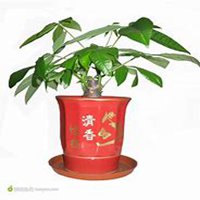 唯美好看发财树微信头像