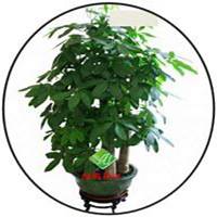 唯美好看发财树微信头像