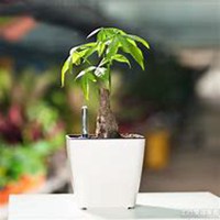 唯美好看发财树微信头像