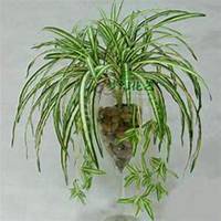 唯美好看吊兰微信头像