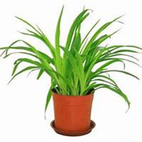 唯美好看吊兰微信头像