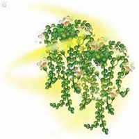 唯美好看吊兰微信头像