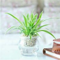 唯美好看吊兰微信头像