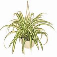 唯美好看吊兰微信头像