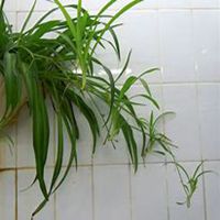 唯美好看吊兰微信头像