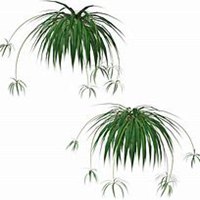 唯美好看吊兰微信头像