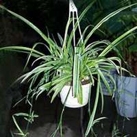 唯美好看吊兰微信头像