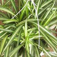 唯美好看吊兰微信头像