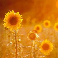 唯美好看向日葵微信头像