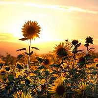 唯美好看向日葵微信头像