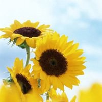 唯美好看向日葵微信头像