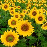 唯美好看向日葵微信头像