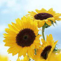 唯美好看向日葵微信头像