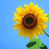唯美好看向日葵微信头像