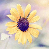 唯美好看向日葵微信头像