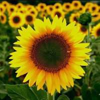 唯美好看向日葵微信头像