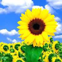 唯美好看向日葵微信头像