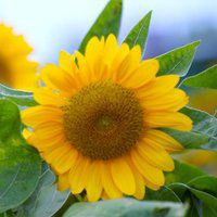 唯美好看向日葵微信头像