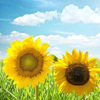 唯美好看向日葵微信头像