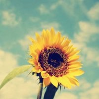 唯美好看向日葵微信头像