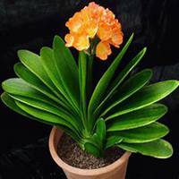 唯美好看君子兰微信头像