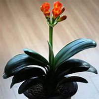 唯美好看君子兰微信头像