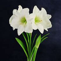 唯美好看君子兰微信头像