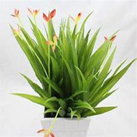 唯美好看君子兰微信头像