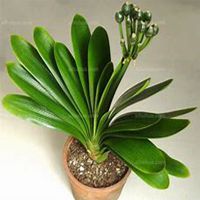 唯美好看君子兰微信头像