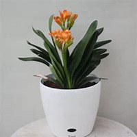 唯美好看君子兰微信头像