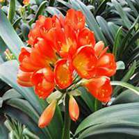 唯美好看君子兰微信头像