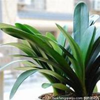 唯美好看君子兰微信头像