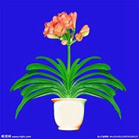 唯美好看君子兰微信头像