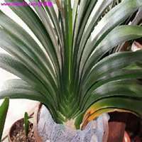 唯美好看君子兰微信头像