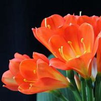 唯美好看君子兰微信头像