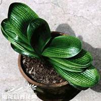 唯美好看君子兰微信头像