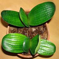 唯美好看君子兰微信头像